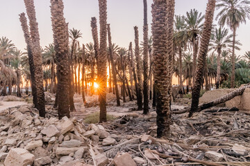 Sunset in a date palm plantation in Tayma, Saudi Arabia