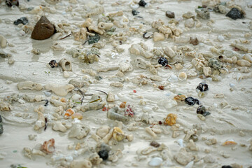 sea shells at the coast of zanzibar
