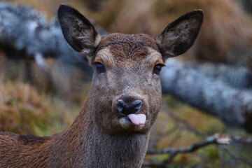 Fototapeta premium wild deer in natural background