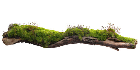 Close-up of long thin branch covered with green moss. Rich dark moss color contrasts with natural brown branch. Gray background allows moss and branch to stand out. Transparent isolated alpha mask png