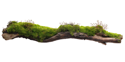 Close-up of long thin branch covered with green moss. Rich dark moss color contrasts with natural brown branch. Gray background allows moss and branch to stand out. Transparent isolated alpha mask png