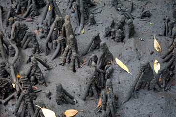 mangrove forest at jozani on zanzibar