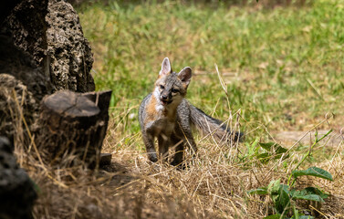 A young Gray Fox Kit curiously explores its new world.