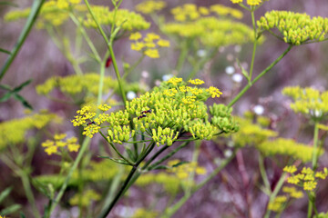Sowing parsnip (Pastinaca sativa), grows in nature.