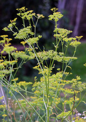 Sowing parsnip (Pastinaca sativa), grows in nature.