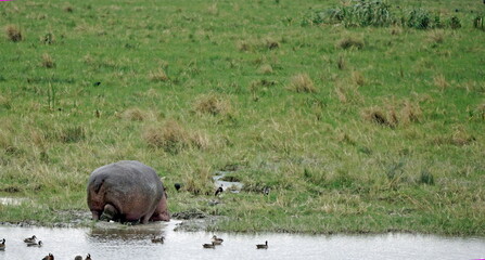 huge hippo in the serengeti