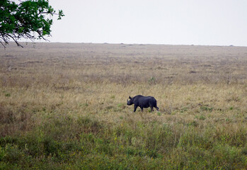 rhino in the serengeti savanna