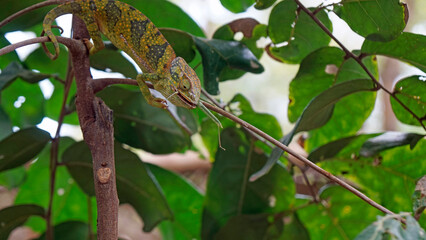 colorful chameleon on zanzibar island