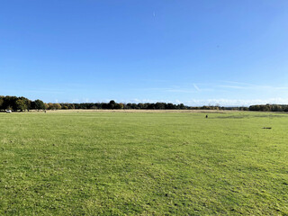 field with blue sky