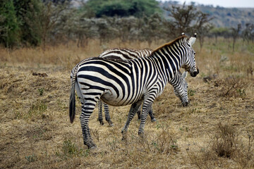 zebra in the serengeti park