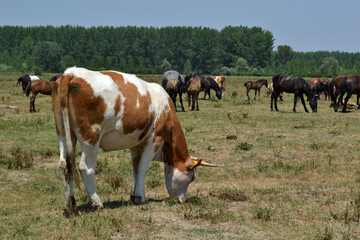 Animals in the field