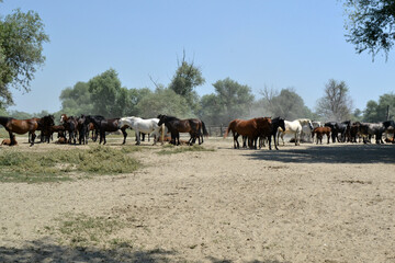 Herd of horses in field