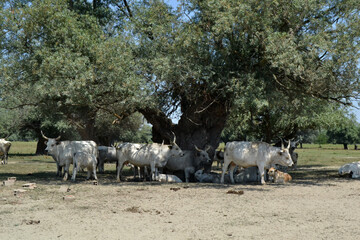 Herd of Podolian beef