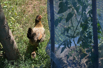 Chicken in the field