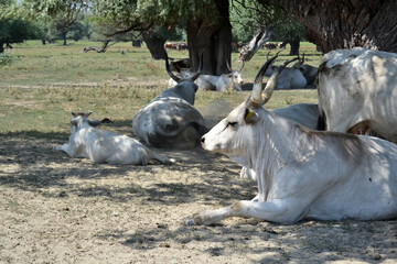 Podolian beef in the farm
