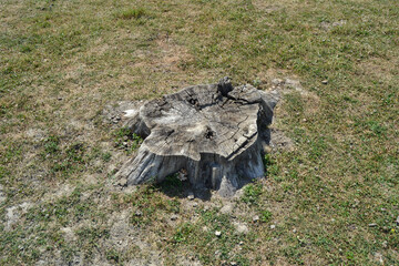 An old stump in the grass