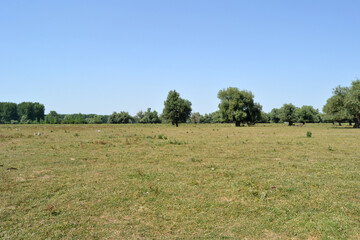 Field of hay