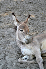 Balkan donkey in a farm