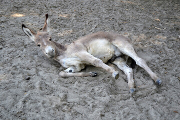Balkan donkey in a farm
