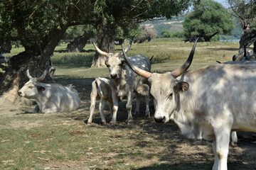 Herd of Podolian beef