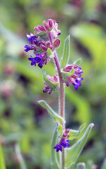 Anchusa blooms in nature