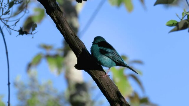 bird on a branch, Blue dacnis, Dacnis cayana, male, Atlantic Forest, Brazil