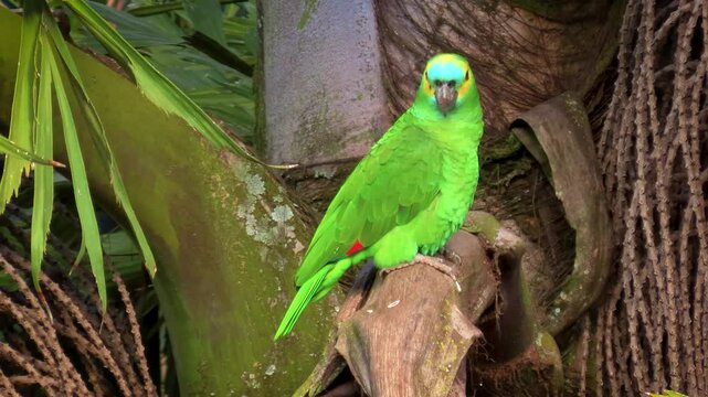 Blue-fronted amazon (Amazona aestiva), also called the turquoise-fronted on sago palm tree.
