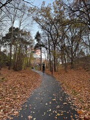 Fototapeta premium autumn in the park