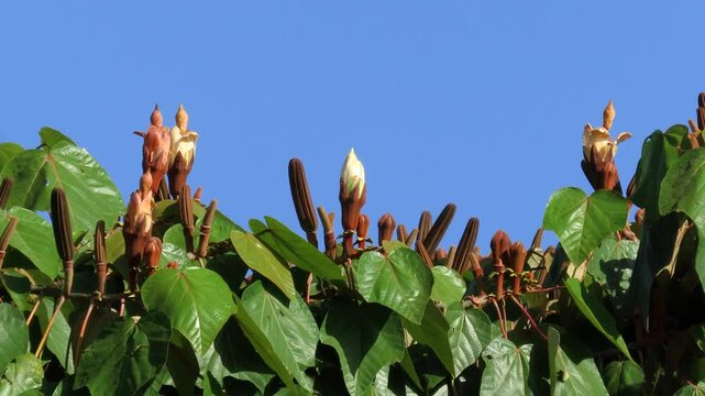 Tropical gardens, Ochroma pyramidale white flower