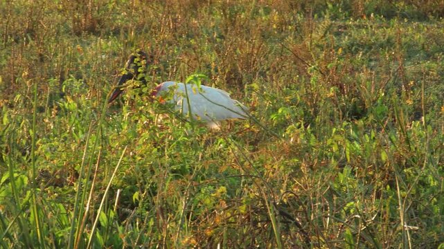 Jabiru mycteria, also known as Tuiuiu, Pantanal, Brazil. 