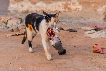 Cat with a killed pigeon in Medina, Saudi Arabia