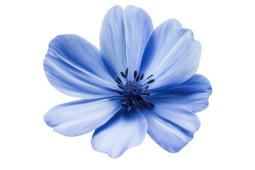 Vibrant blue flower in full bloom. Centrally positioned, petals spread out, rich dark blue hue. Darker blue center adds depth and dimension. Single, isolated flower on isolated transparent background.