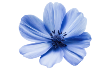 Vibrant blue flower in full bloom. Centrally positioned, petals spread out, rich dark blue hue. Darker blue center adds depth and dimension. Single, isolated flower on isolated transparent background.