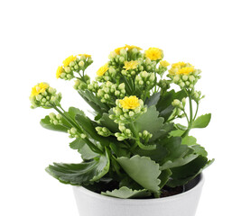 One beautiful kalanchoe flower in pot isolated on white