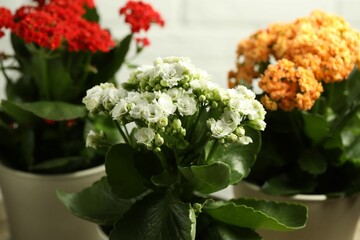 Different beautiful kalanchoe flowers in pots on light background, closeup