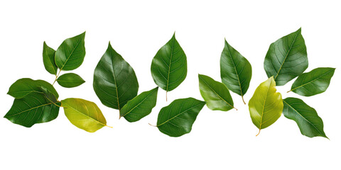 Fototapeta premium Collection of green leaves on transparent background. Leaves vary in size, shape, diagonal line creates movement. Predominantly green, darker shades add depth. Flat lay, natural state, decay damage.
