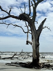 dead tree on the beach