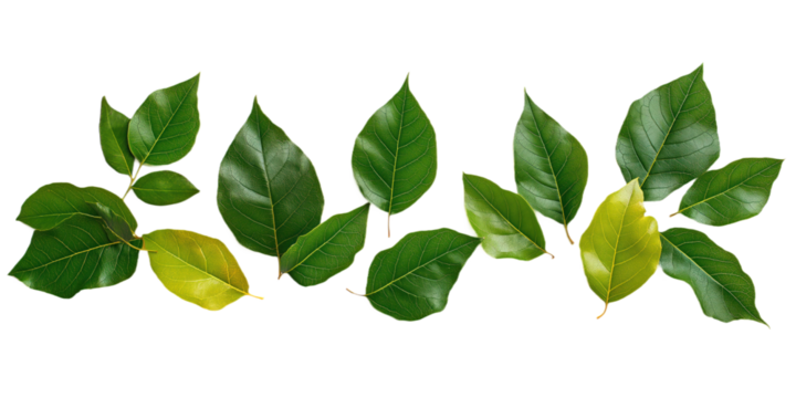 Collection of green leaves on transparent background. Leaves vary in size, shape, diagonal line creates movement. Predominantly green, darker shades add depth. Flat lay, natural state, decay damage.
