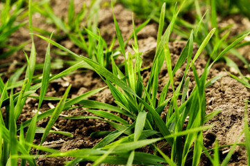 Green sprouts winter on the ground. Rye sprouts close-up.  Germination of sprouts.