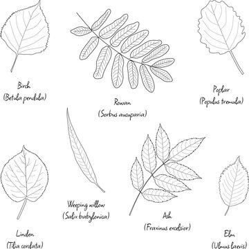 Tree leaves of various species with English and Latin names, floral leaf outlines