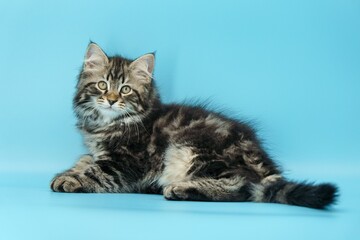 Siberian kitten on a colored background