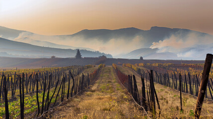 Obraz premium Sunrise over a vineyard with rows of vines and mist rolling over distant hills, creating a serene, layered landscape.