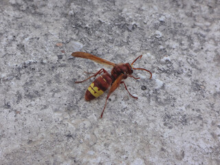 Oriental hornet (Vespa orientalis) on a grey pavement slab