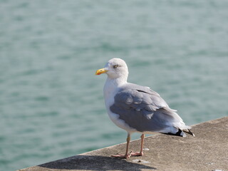 Herring gulls are on the quay wall