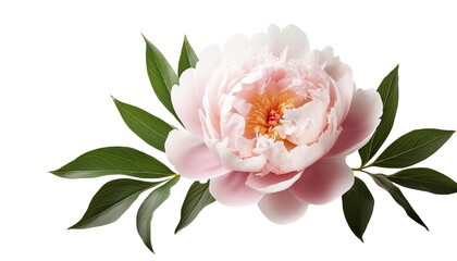 Realistic Peony with branch and leaves on white background