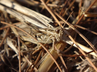 The common field grasshopper (Chorthippus brunneus) sitting on dry fallen pine needles
