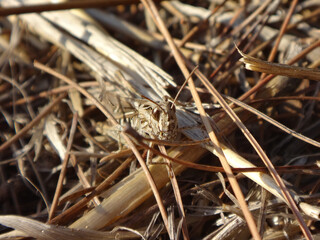 The common field grasshopper (Chorthippus brunneus) sitting on dry fallen pine needles