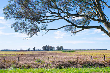 Agricultural fields in Argentina