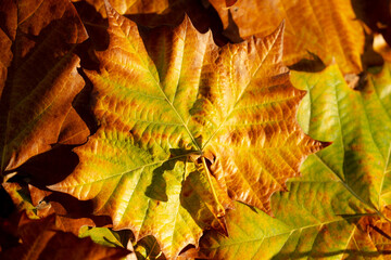 Autumn leaves of maple trees. Autumn fall leaves in sunlight. Autumn background. Autumnal fall background. Foliage, falling leaves background. Autumn leaf. Falling leaves background.