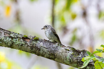 枝にとまるコサメビタキの幼鳥